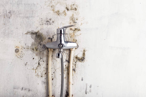 Best Mold Remediation  in The Pinehills, MA