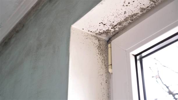 Best Water Damage Restoration  in The Pinehills, MA