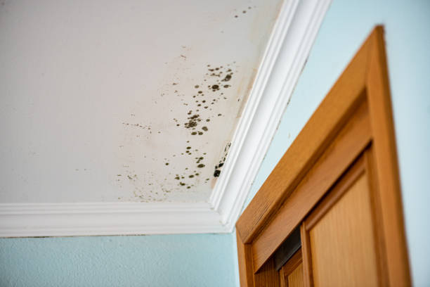 Best Best Mold Removal Companies  in The Pinehills, MA