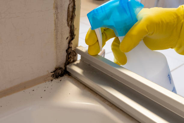 Home Mold Removal in The Pinehills, MA