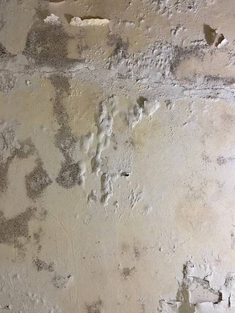 Best Mold Removal Near Me  in The Pinehills, MA