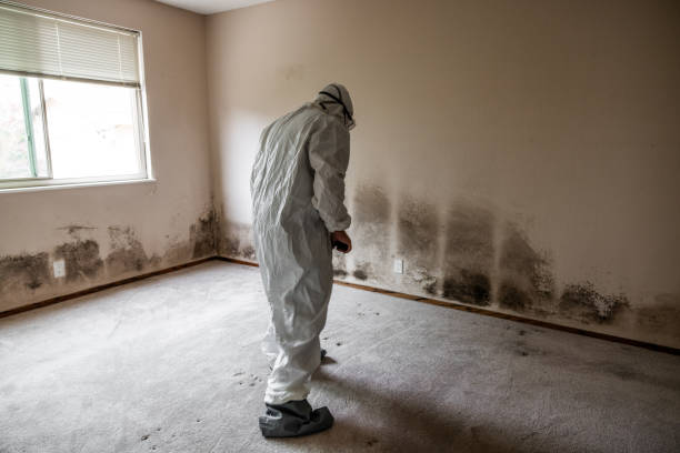 Best Office Mold Removal Services  in The Pinehills, MA