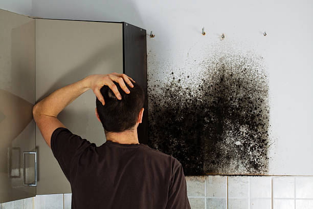 Best Same-Day Mold Removal  in The Pinehills, MA