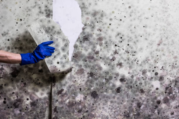 Best Residential Mold Removal  in The Pinehills, MA