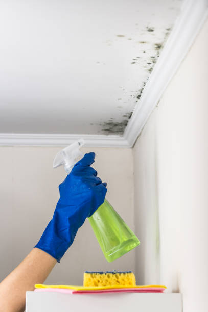Professional Mold Removal in The Pinehills, MA